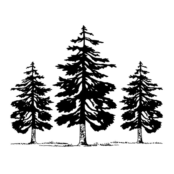 Pine/Tree